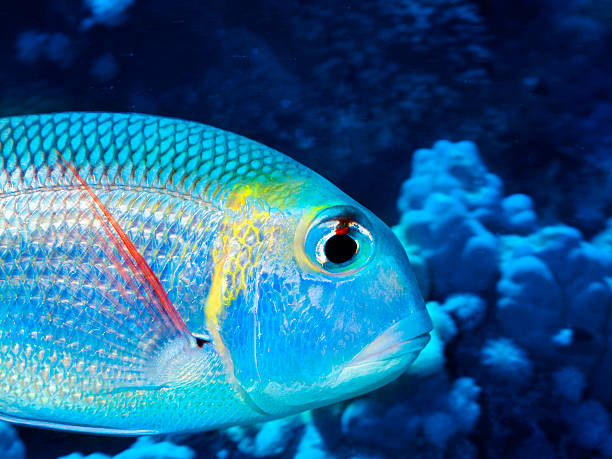 istock Sea life - coral reef 181066921