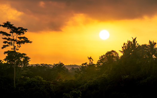 Sunset in silhouette over tropical forest