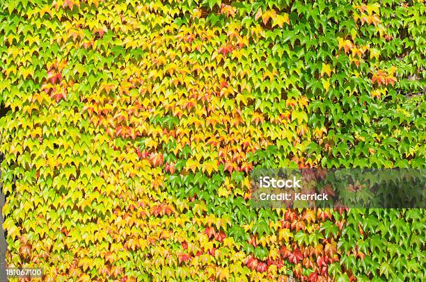 Bunte Vine Leafs In Eine Wand Stockfoto und mehr Bilder von Bildhintergrund - Bildhintergrund, Blatt - Pflanzenbestandteile, Bund