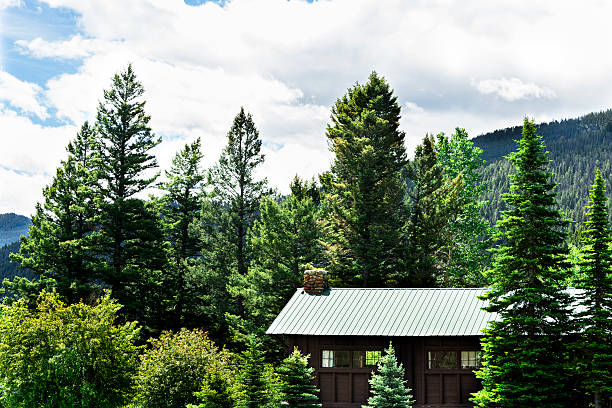 natureza: tall trees rodeado de pine log cabin. montanhas e céu - cedar tree tree montana woods imagens e fotografias de stock