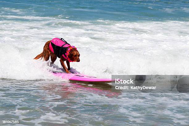 Seter Irlandzki Surfing Pies - zdjęcia stockowe i więcej obrazów Surfing - Surfing, Pies, San Diego