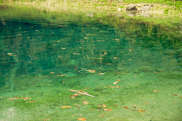 petite forest lake - leech photos et images de collection