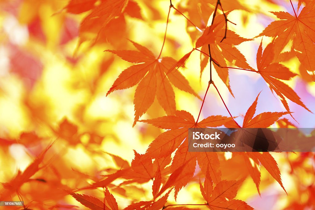 Яркий Осенний цвета - Стоковые фото Абстрактный роялти-фри