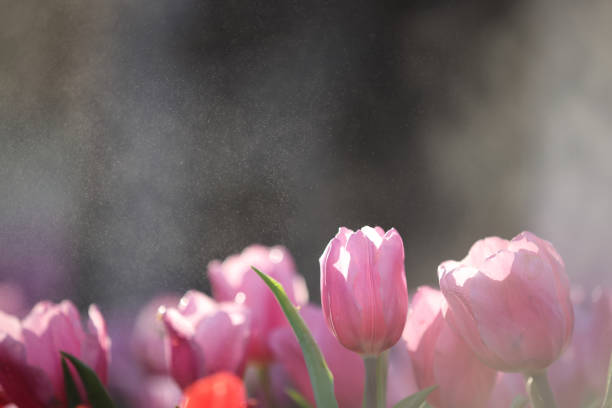 Many red tulips with flying drops of water in sunny day in spring close-up. Beautiful floral background.