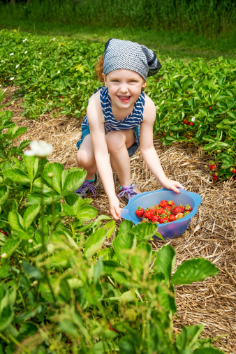 Little girl wearing head scarf and stripe top proudly showing her harvest in a strawberry field. This was taken in Quebec region.