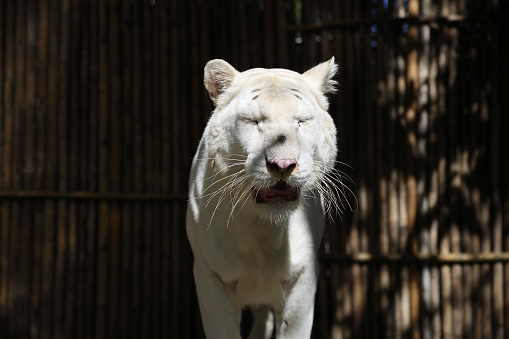 White Bengal Tiger seen in the green tropical rainforest.