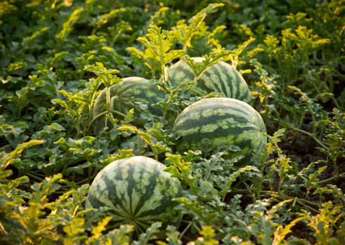 Watermelon field, Dalaman, Turkey