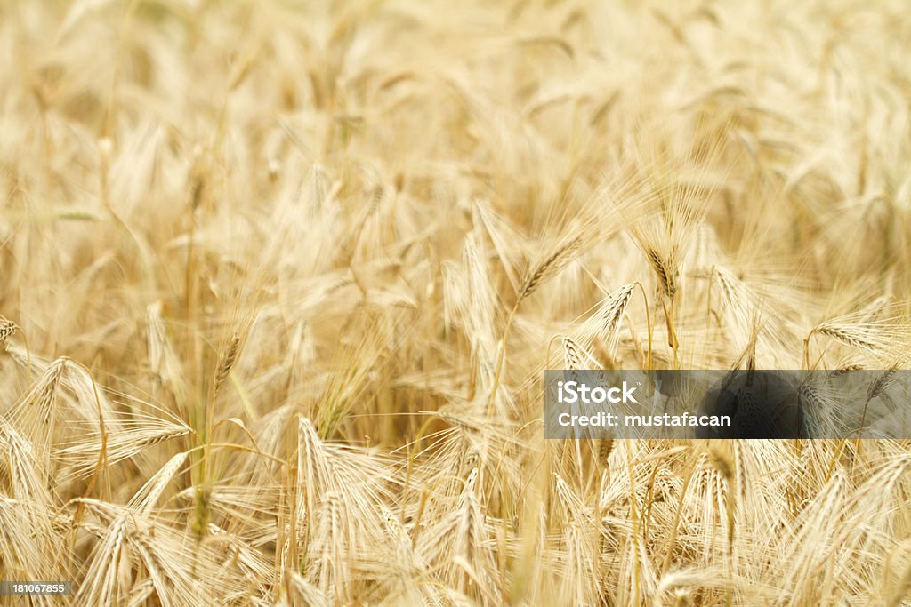 Granos - Foto de stock de Agricultura libre de derechos