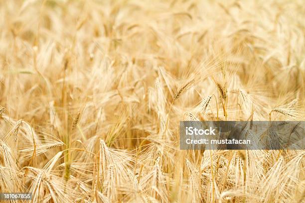 Granos Foto de stock y más banco de imágenes de Agricultura - Agricultura, Aire libre, Alimento