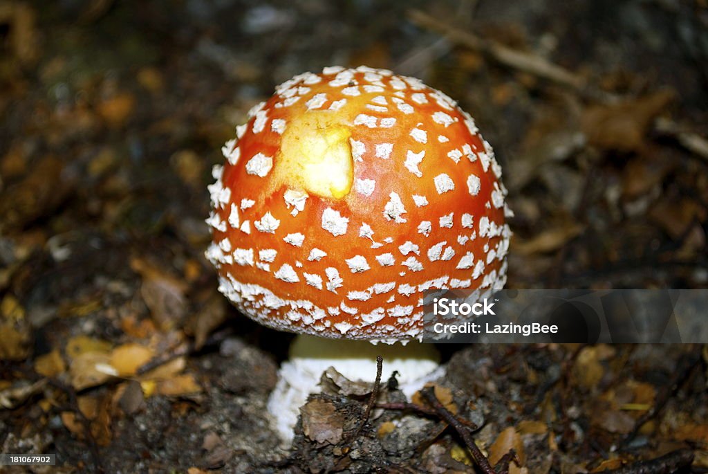 Ton arme secrète-cas, Amanite tue-mouche (Amanite Muscaria) - Photo de Aliment entamé libre de droits