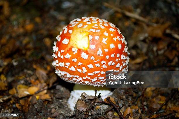 Niebezpieczne Owada Muchomor Czerwony - zdjęcia stockowe i więcej obrazów Amanita parcivolvata