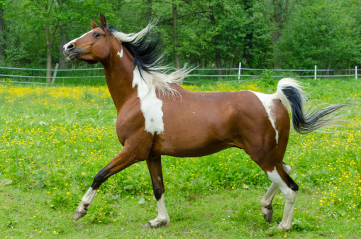 gelding of Pinto Arabian horse. Tobiano dabbled.