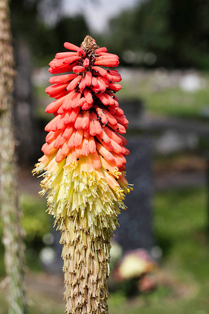 kniphofia 레드 핫 부지깽이, 검정콩 진딧물 infestation - black bean aphid 뉴스 사진 이미지