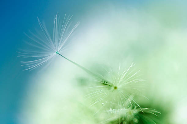 istock Macro Shot Of Dandelion Seed With Water Drops 181068113