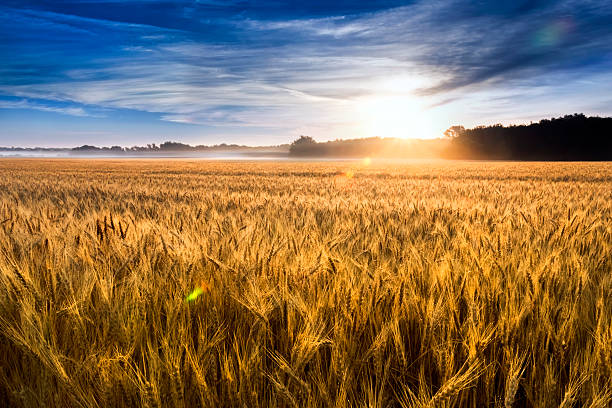 misty amanecer sobre el campo de trigo en kansas - trigo fotografías e imágenes de stock