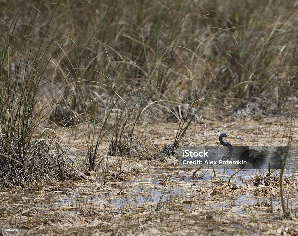 サンショクサギ（Egretta トリコロール）ジョンフィッシングでエバーグレイズ - アメリカ南部のロイヤリティフリーストックフォト