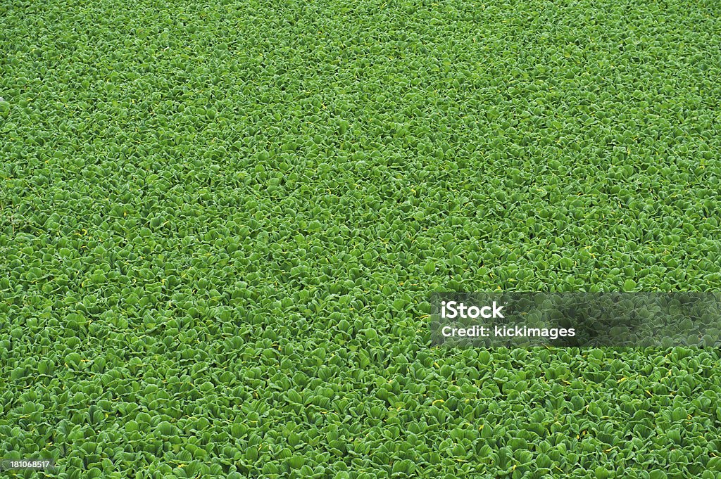 Vegetación verde - Foto de stock de Aire libre libre de derechos