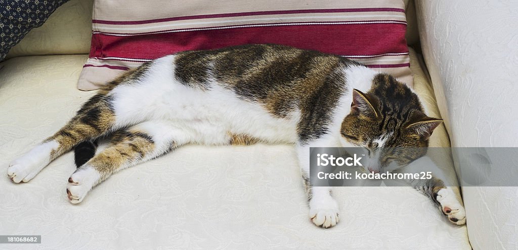 Gato - Royalty-free Aconchegante Foto de stock