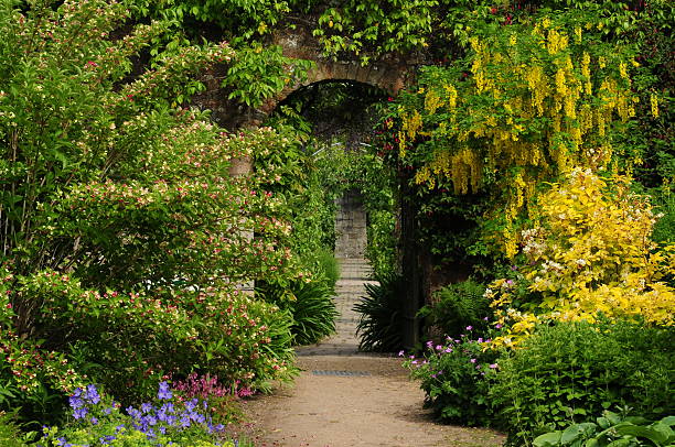british country garden, u. k. - laburnum uk british culture rural scene - fotografias e filmes do acervo