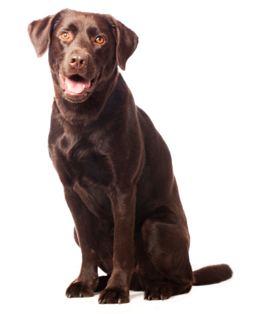 A dog of the type: Labrador