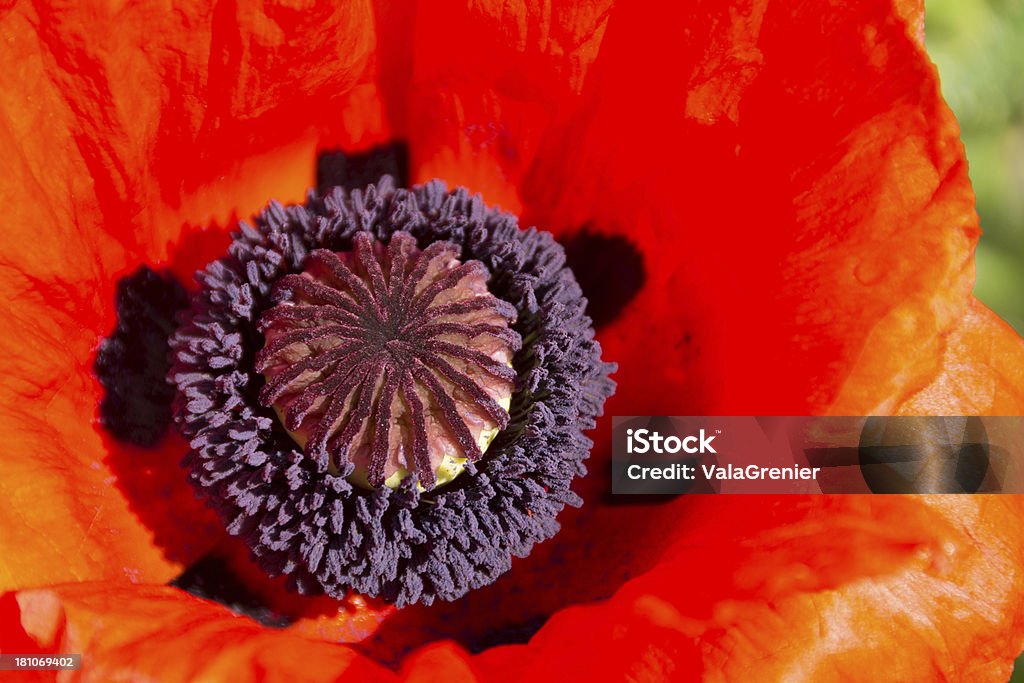 Closeup of single Oriental poppy center. Horizontal outdoor garden shot of large Oriental poppy in bright side light. Beauty In Nature Stock Photo