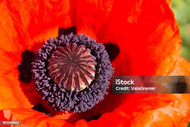 Closeup Of Single Oriental Poppy Center Stock Photo - Download Image Now - Beauty In Nature, Blossom, Close-up