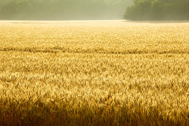 туманный восход солнца над золотой пшеничное поле в центральной канзас - kansas wheat bread midwest usa стоковые фото и изображения