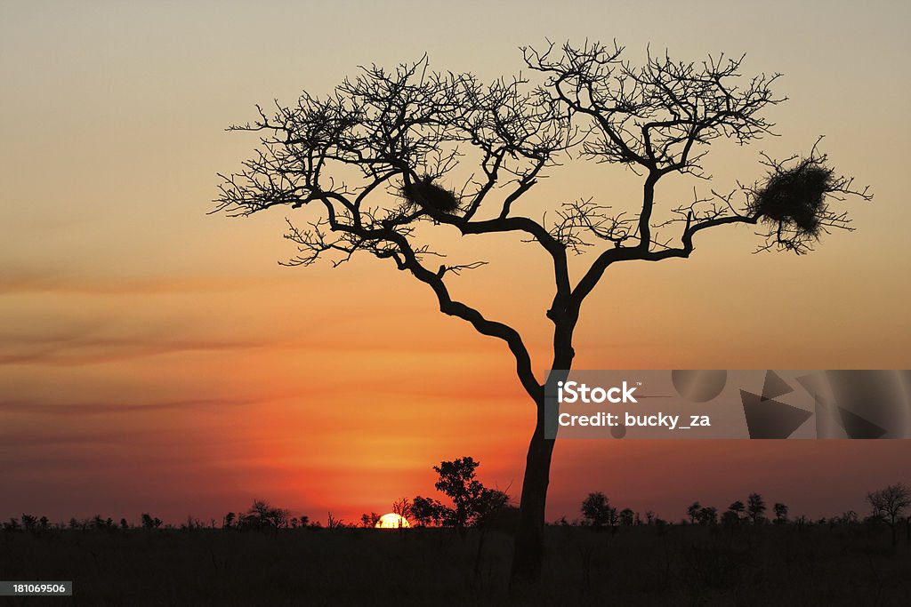 Grande albero africano silhoutted da sole - Foto stock royalty-free di A bioccoli