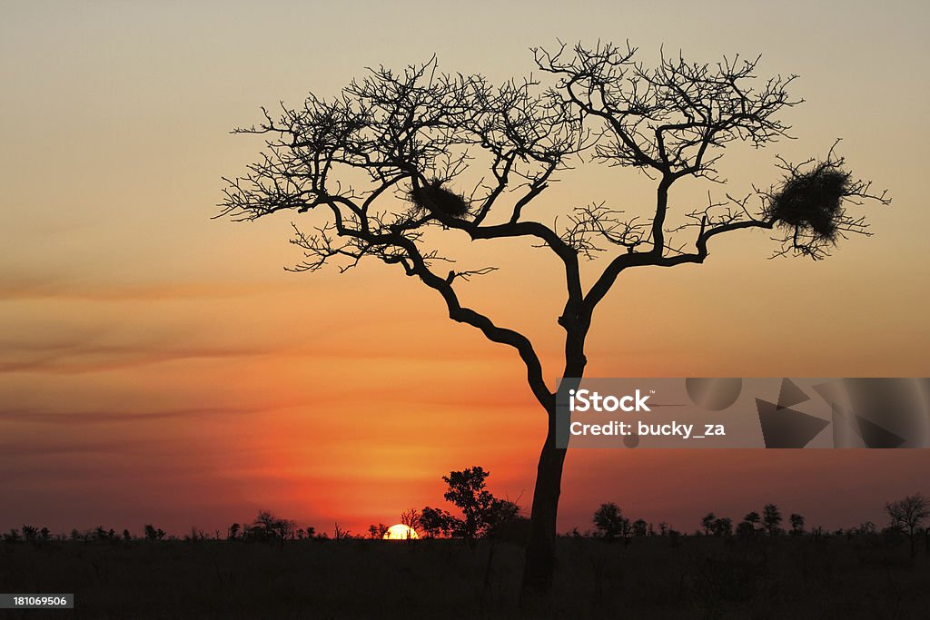 Grande árvore africana silhoutted por um pôr-do-sol - Foto de stock de Acácia royalty-free
