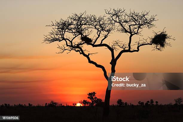 Foto de Grande Árvore Africana Silhoutted Por Um Pôrdosol e mais fotos de stock de Acácia