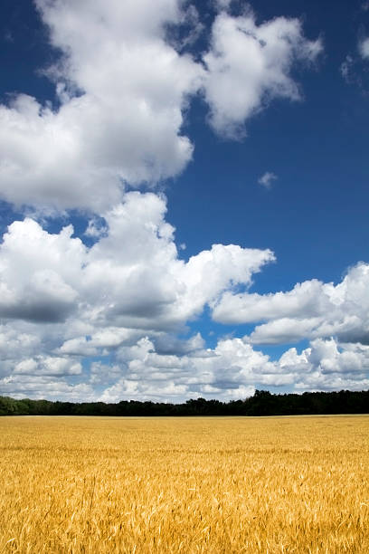 champ de blé jaune sous un ciel bleu et nuages - kansas wheat bread midwest usa photos et images de collection