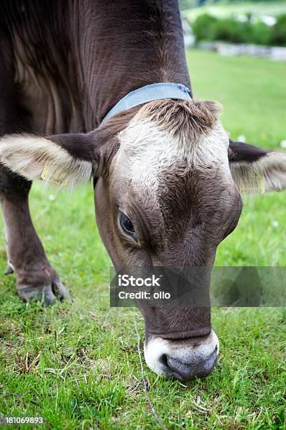 Krowa W Łąka I Alto Adige - zdjęcia stockowe i więcej obrazów Alpy - Alpy, Bydło rasy brown swiss, Fotografika
