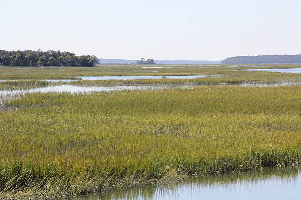 istock Marshes of North Carolina 181070117