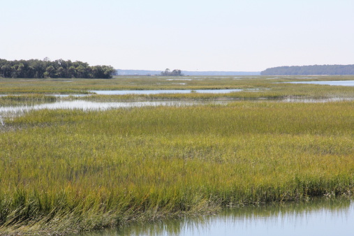 Marshes of North Carolina