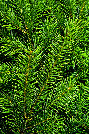 Christmas tree branch  background.