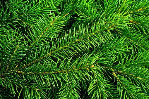 Christmas tree branch  background.