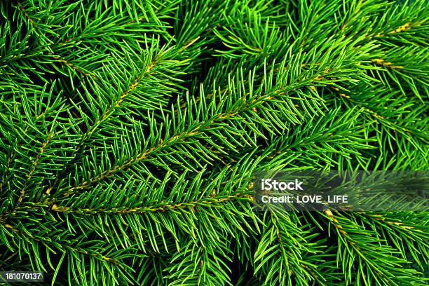 Foto de Árvore De Natal e mais fotos de stock de Espinho - Parte de planta - Espinho - Parte de planta, Natal, Pinho