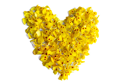 Yellow Marigold flower petals heart on white background.