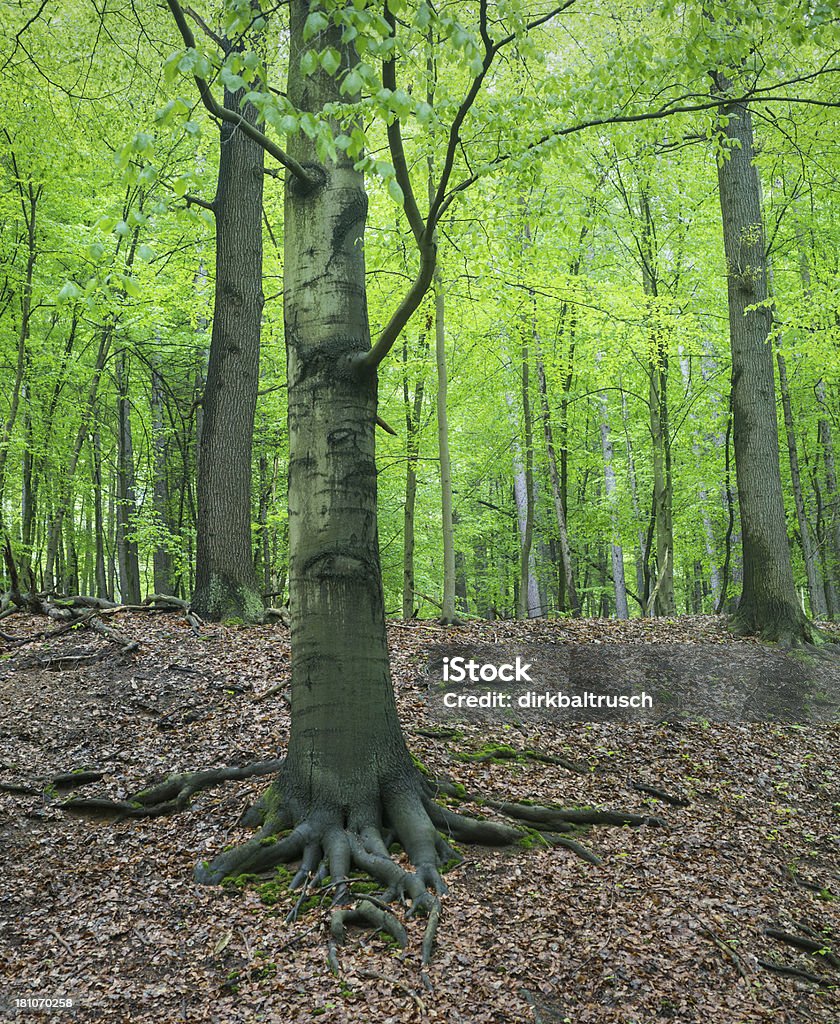 beech lesie wiosną - Zbiór zdjęć royalty-free (Bez ludzi)
