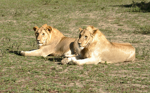 Two young lions resting in the Savannah