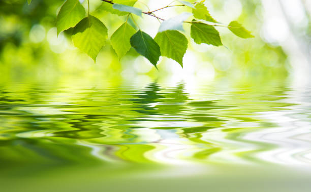istock Green leaves above the water 1810705215