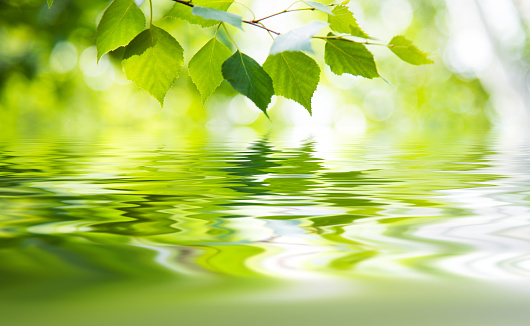 Green leaves above the water