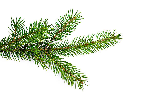 Christmas tree Christmas tree branch on white. needle plant part stock pictures, royalty-free photos & images