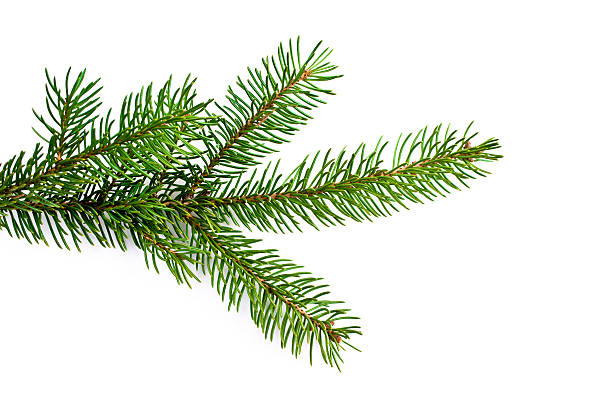 choinka - pine pine tree tree branch zdjęcia i obrazy z banku zdjęć