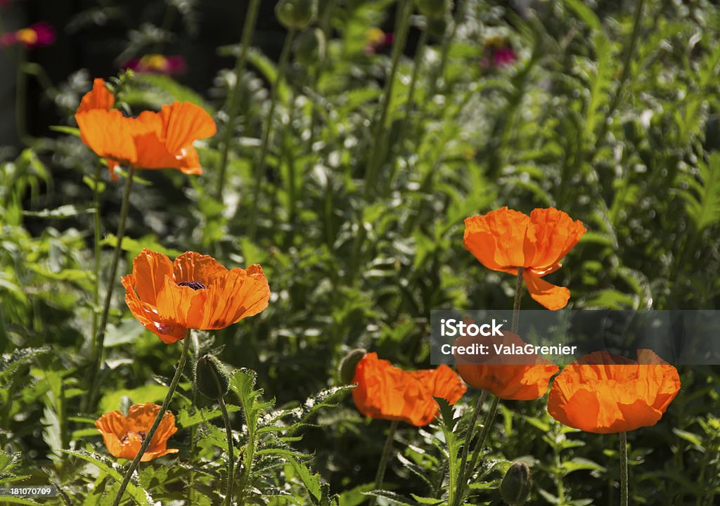 Gruppo orientale poppies in bright side luce. - Foto stock royalty-free di Aiuola