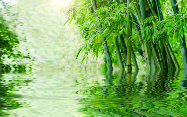 istock Bamboo growing by the water's edge 1810707262