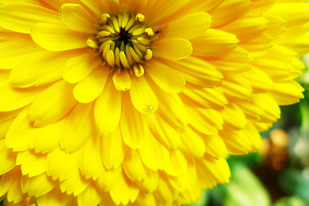 жук на желтый цветок - perfection gerbera daisy single flower flower стоковые фото и изображения