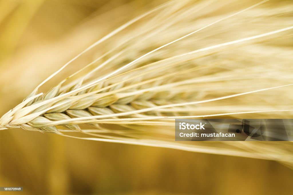 Amarillo con tallo engrosados que los granos de trigo - Foto de stock de Agricultura libre de derechos