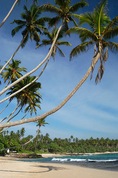 istock Palm Trees Curve Out Over Tropical Beach 181070959