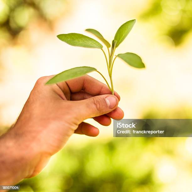 Carry On The Growth Of New Life In Nature Stock Photo - Download Image Now - Agriculture, Beginnings, Bud